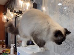 -共舞时光猫咖·狗咖(新街口店)