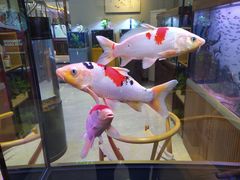 -白佛花鸟鱼虫批发市场小型宠物交易(东区)