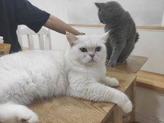 -李小姐の猫咖啡馆(五角场店)