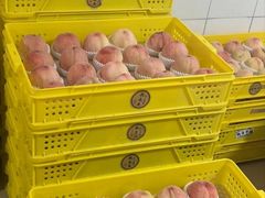 -老袁家蜜桃农场·阳山水蜜桃