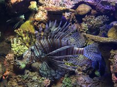 -上海海洋水族馆