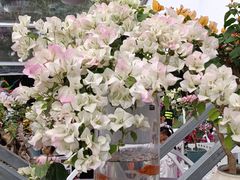 -莲花山公园