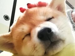 -逗柴咖啡屋·狗咖猫咖宠物桌游