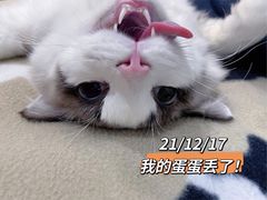 -佩兹宠物医院肿瘤专科·眼科·牙科(黄浦店)