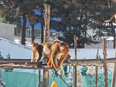 -西霞口神雕山野生动物世界