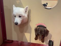 -和它·交个朋友·狗咖猫咖(爱琴海店)