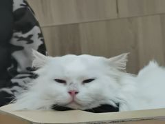 -瞄一喵猫咖(格力海岸店)