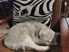 -咖法森林·咖啡  酒吧(天河店)