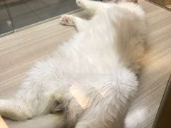 -飞行喵MR PILOT|猫舍·猫咖(静安大融城店)