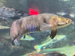 -太平洋海底世界