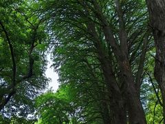 -上海共青森林公园