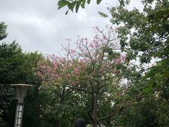 -广州国际生物岛山地公园揽胜园