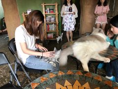 -猫猫幼稚园·撸猫·桌游·电玩