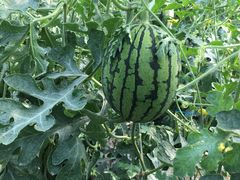 -庞各庄翠芳园西瓜蔬菜基地采摘园