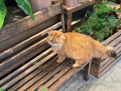 -自由生长植物工作室(深港花卉中心店)