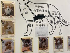 -有喵·猫咖·狗咖·30几只猫10只小狗(岗厦店)