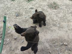 -新疆天山野生动物园