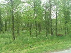 水杉林-上海海湾国家森林公园