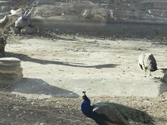 -大青山野生动物园