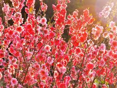 -桃花涧