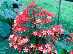 -花柏山公园