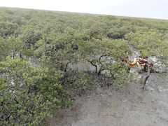 -北海金海湾红树林生态旅游区