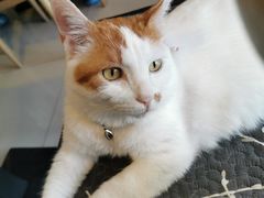 -平行世界·猫咖(首经贸店)