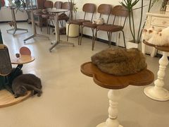 -共舞时光猫咖·狗咖(新街口店)