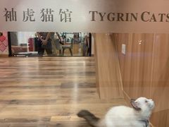 -袖虎·猫馆(体育西路店)