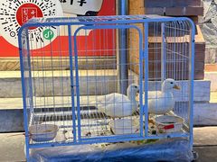 -小吊梨汤·北京菜·烤鸭(白石桥南店)