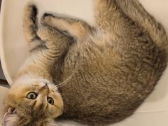 -飞行喵MR PILOT|猫舍·猫咖(静安大融城店)
