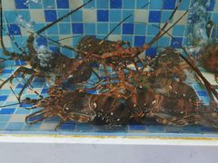 -阿里元老宋海鲜大排档(明发店)