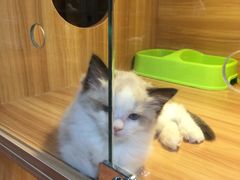 -猫十亿·布偶金渐层·曼基康矮脚猫舍(青年路店)