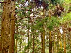 -庐山风景区花径公园