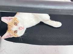 -阳澄湖大闸蟹·琼灵阁牌品牌连锁(吴中总店)