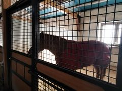 -北京群众马术培训基地