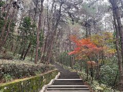 -铁山坪森林公园