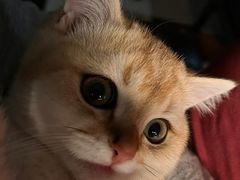 -小猫来了·猫舍(红山六九七九店)