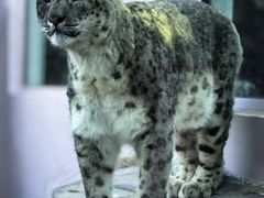 -青藏高原野生动物园