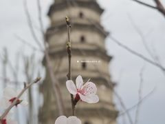-辽代双塔