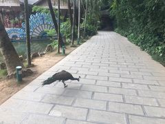-西双版纳原始森林公园