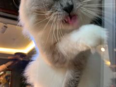 -more than meow吴止猫主题餐厅(承德 中船汇店)