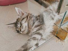 -糯米喵星人总部直营旗舰店·猫舍·幼猫出售
