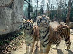 -上海野生动物园老虎餐厅