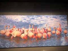 -罗红摄影艺术馆