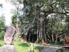 -瑞丽独树成林风景区