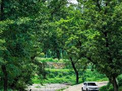 -杏花樓(大世界店)