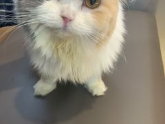 -喵园·猫主题咖啡厅·撸猫·猫咖(国贸店)