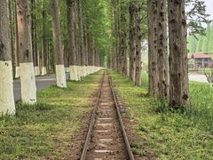 -黄海国家森林公园