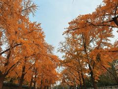 -三里屯东五街银杏大道